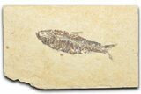 Detailed Fossil Fish (Knightia) - Wyoming #346031-1
